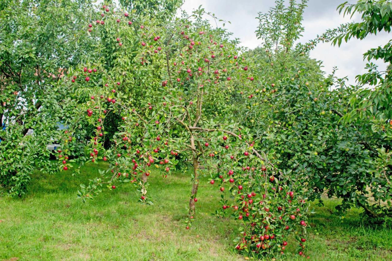 Ferienwohnungen Auf Dem Pommernhof Samtens Exteriér fotografie